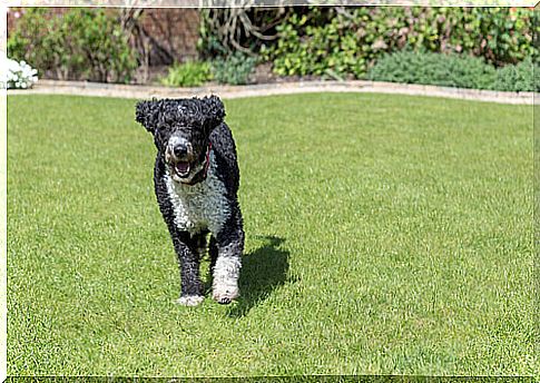 spanish water dog