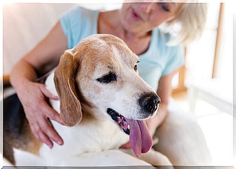 gluten-detecting dogs