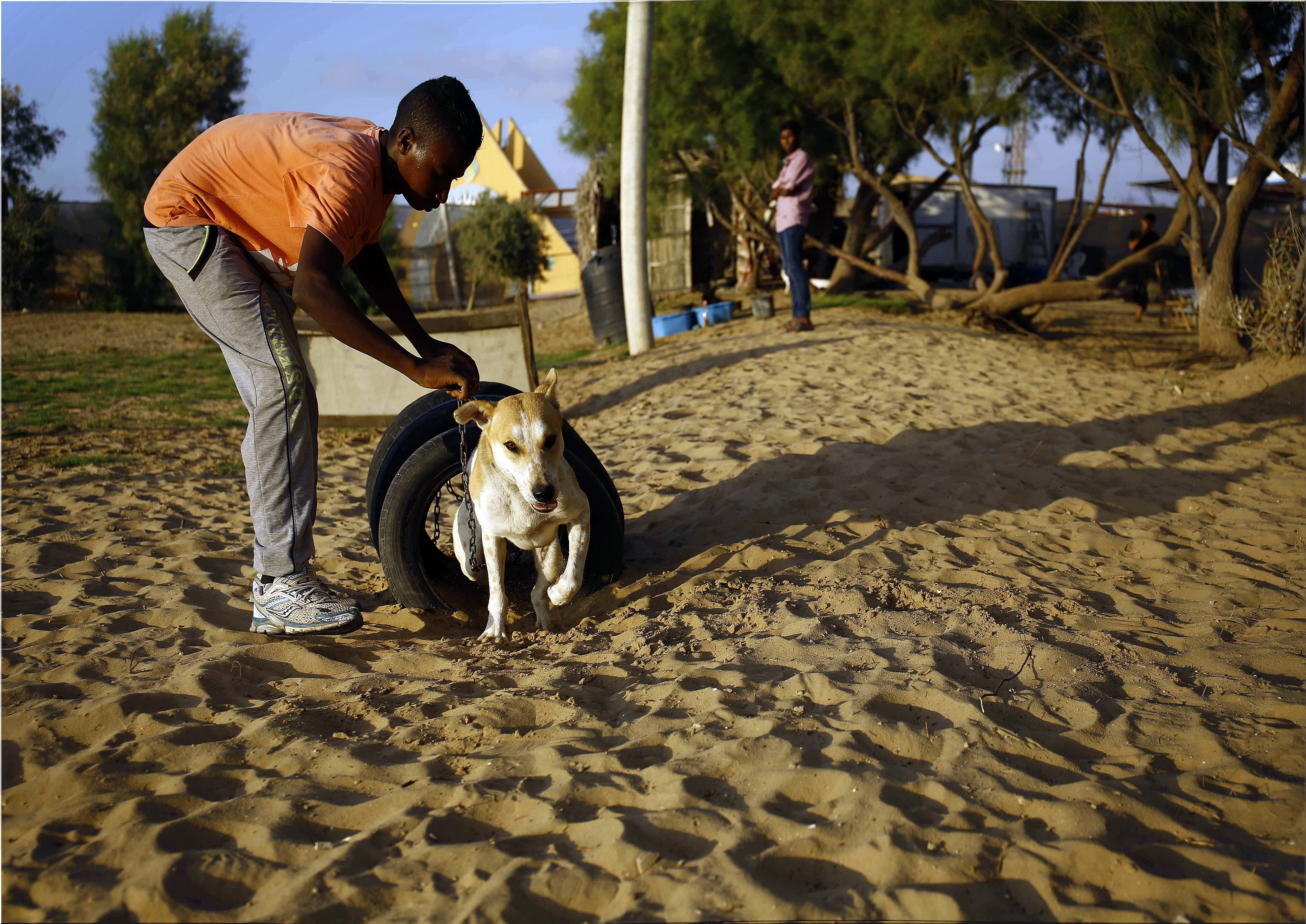 Dogs in Gaza already have a shelter