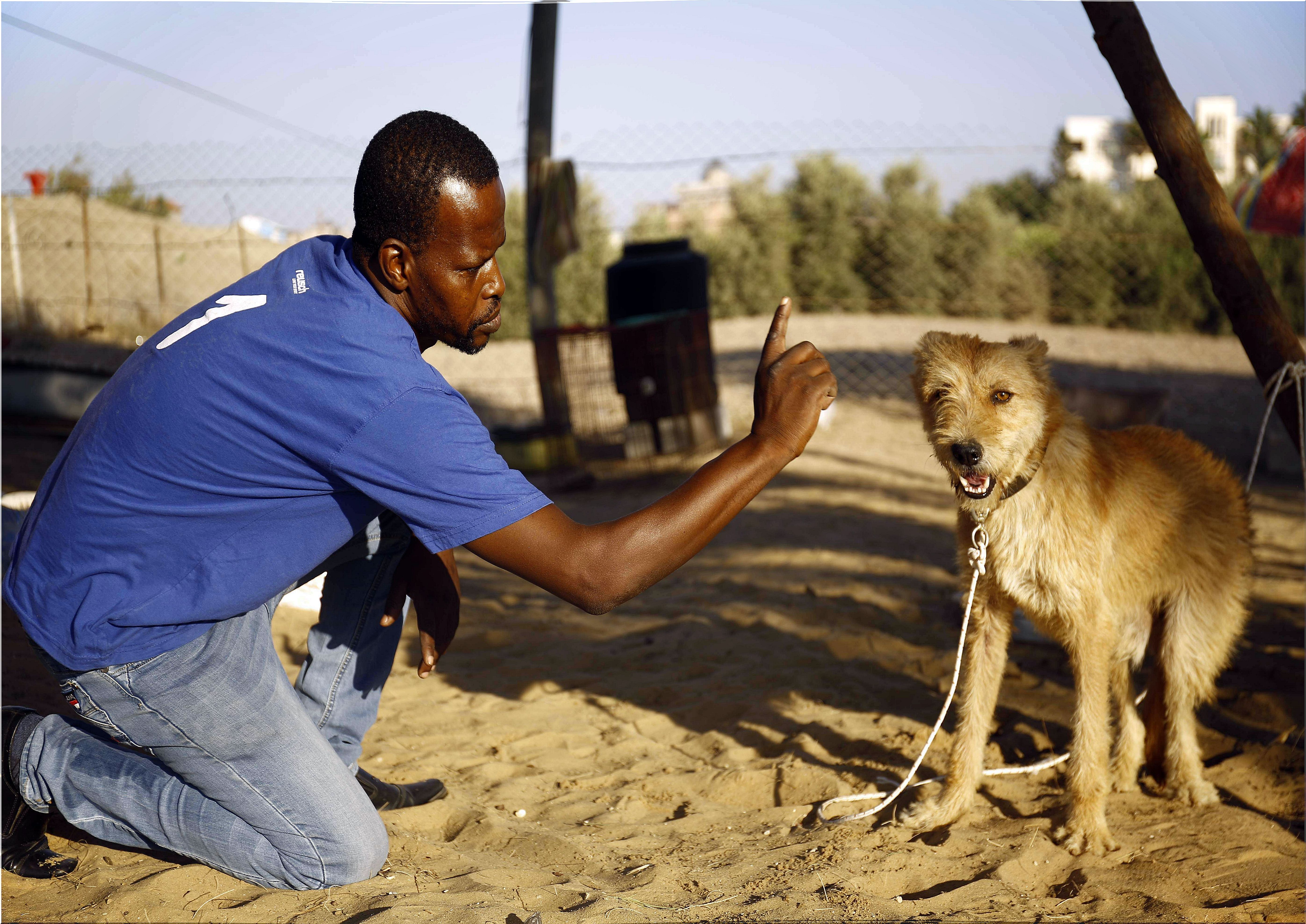 Refugio de perros en gaza