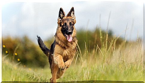 German shepherd running on the grass