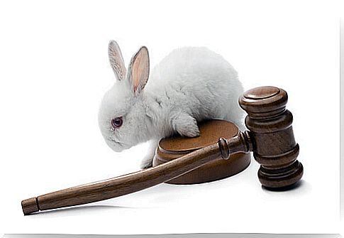 Examples of legal protection programs for animals