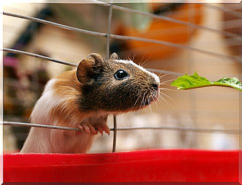 Make a cage for a guinea pig