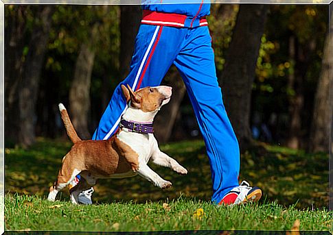 Exercising together with your pet