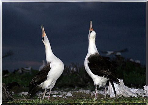 Sexual selection: pair of albatrosses doing the mating dance.