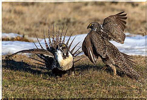 Pair of sage grouse doing the breeding lek.