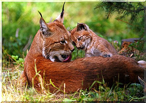 Northern lynx: distribution