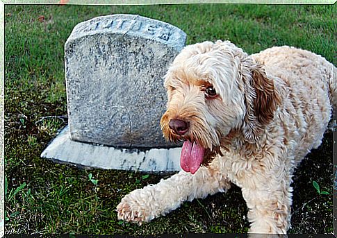 Faithful dogs until after death