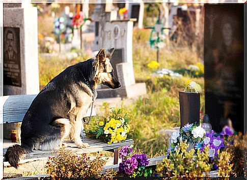 grave dog