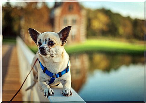 Chihuahua lying down