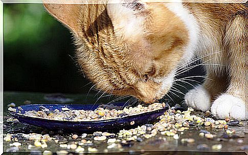 Feed your cat, with dry or wet food?