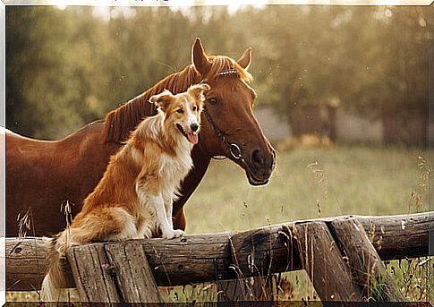 Fight osteoarthritis in dogs and horses: stem cells