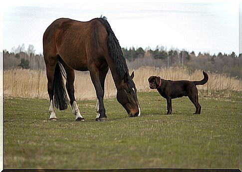 Degenerative disease in dogs and horses