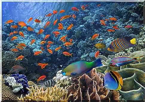 Tropical fish swimming