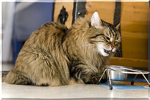 Food hypersensitivity in cats