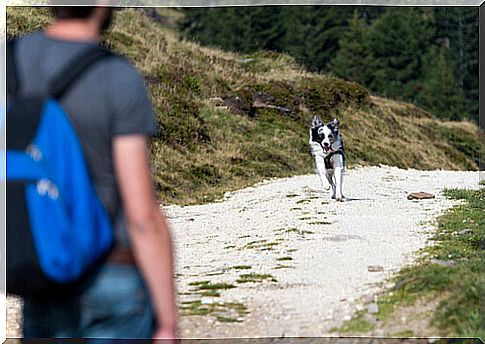 How to make the dog obey the call