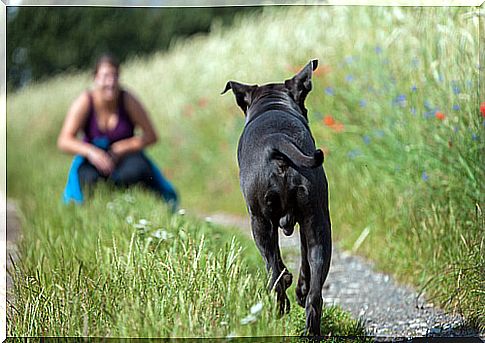 How to make the dog come to your call