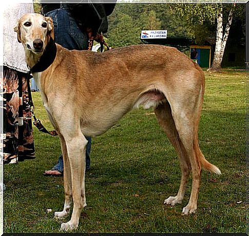 Greyhound or sighthound dog breeds