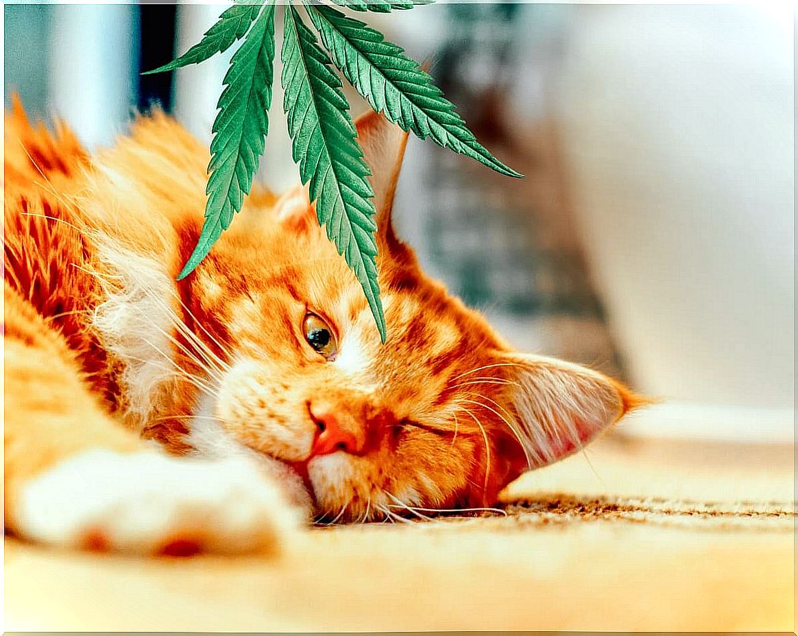 A cat with a hemp leaf.