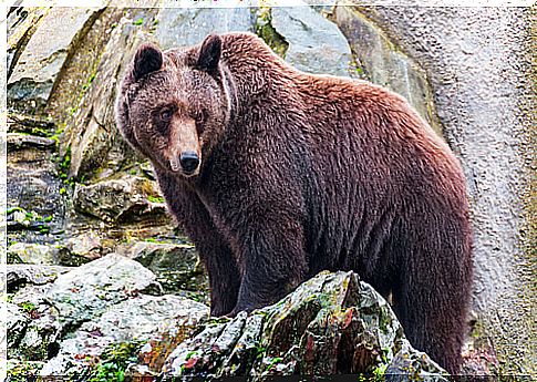 Bear on top of a rock