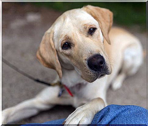 Dog breeds prone to ear infections: labrador retriever