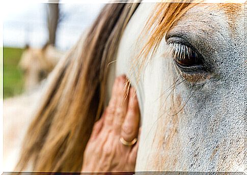 Horses can interpret human expressions and emotions