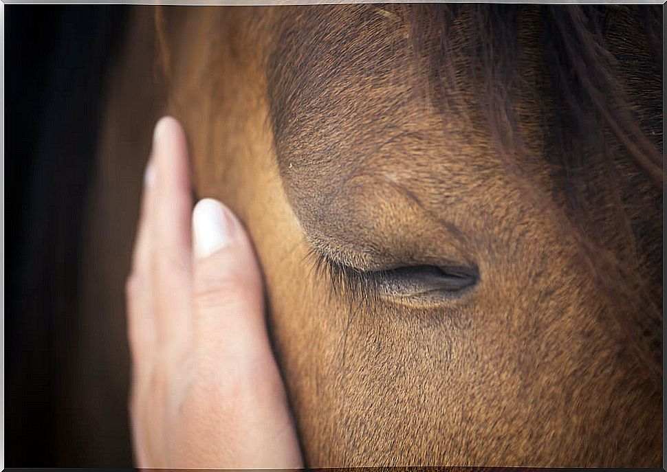 Hand stroking a horse.