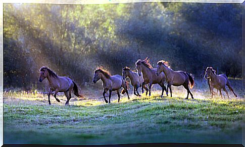 Herd of horses