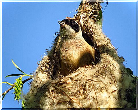 How do birds make their nests?