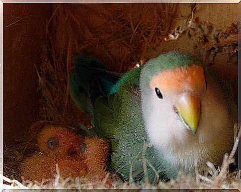 Lovebirds in nest