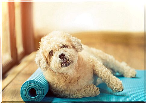 exercise for resting dogs