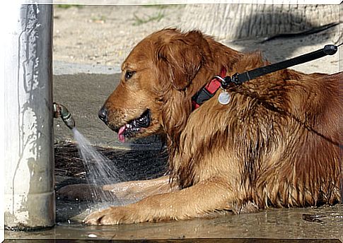 protect a dog from heat stroke