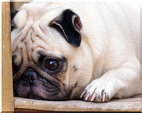 How do I know if my pet is sad?