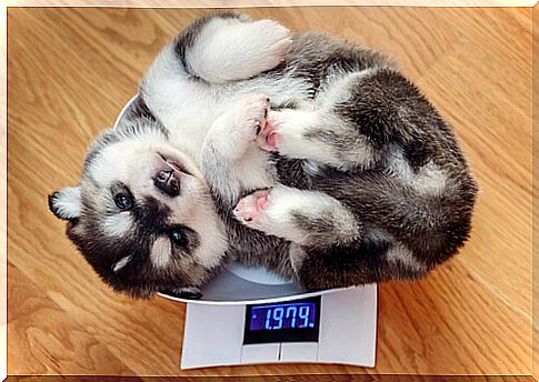 How does obesity affect pets?