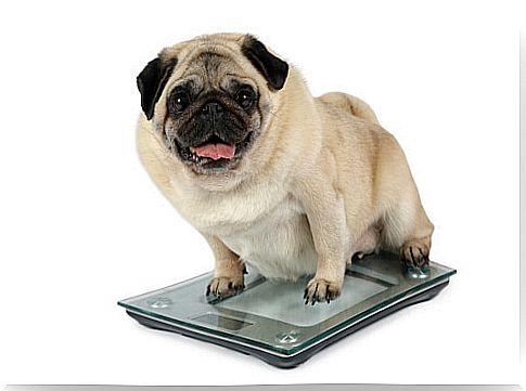 Obesity in dogs can be a serious problem.