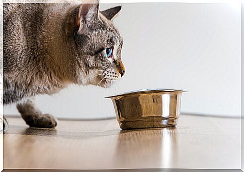 How long can a cat survive without food?