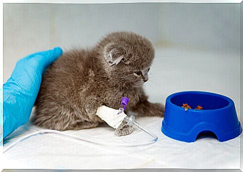 Kitten at the vet ready to eat