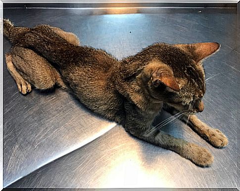 Malnourished cat at the vet