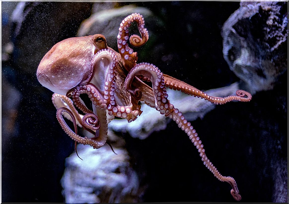 How many brains does an octopus have?