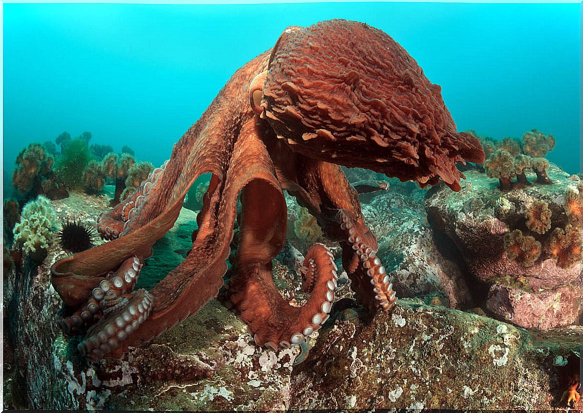 The giant octopus is one of the best mothers in nature.