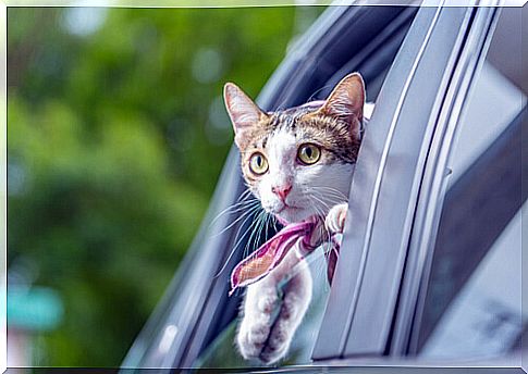 Tips for traveling with cats by car