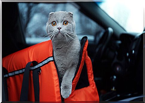 Traveling with your pet