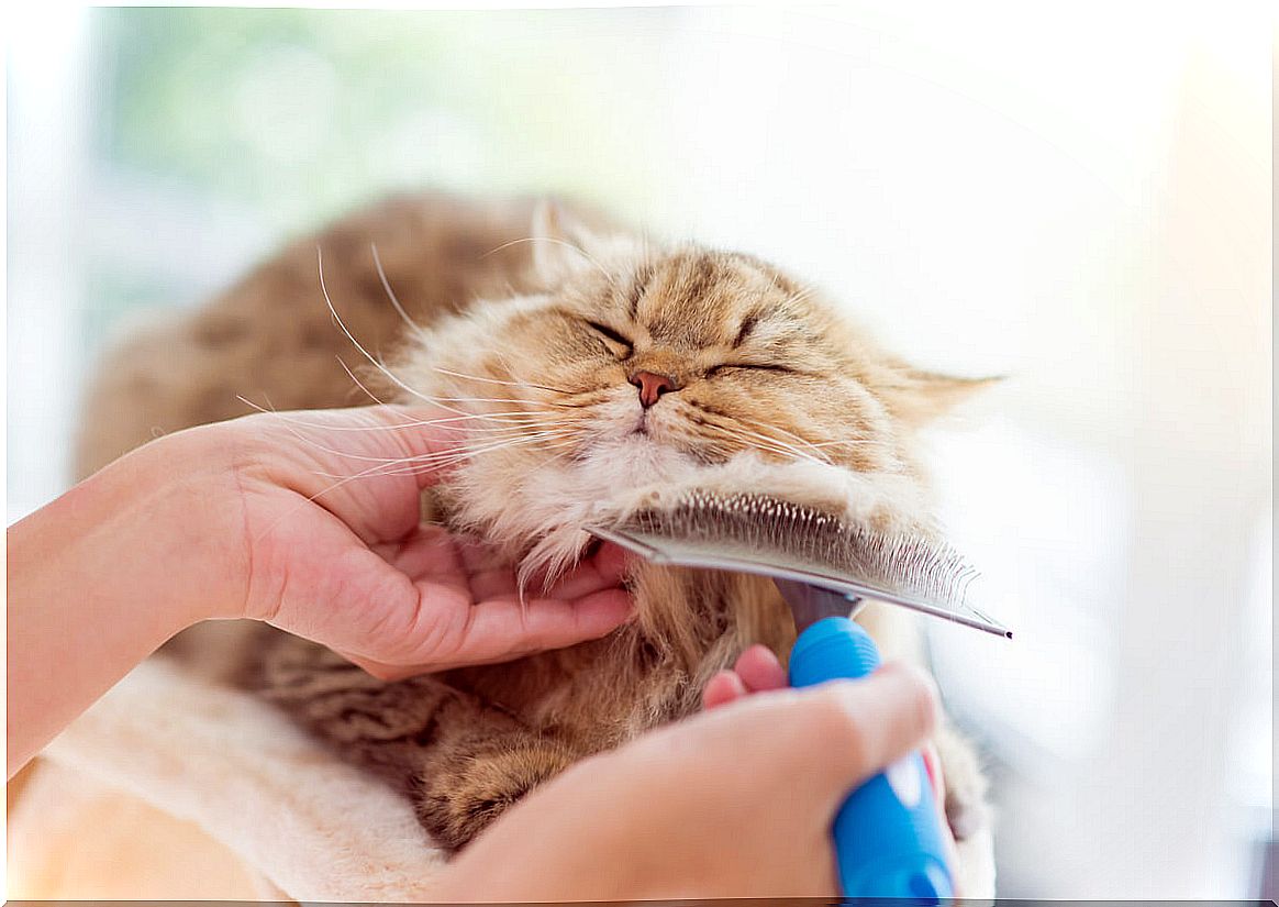 A cat that is being brushed.