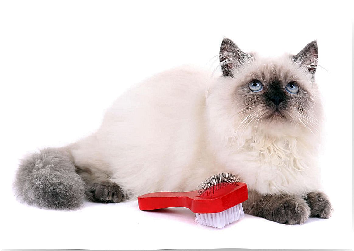 How to care for the hair in cats?