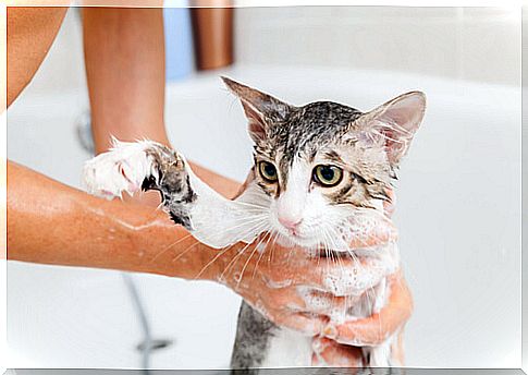 Cat bathing