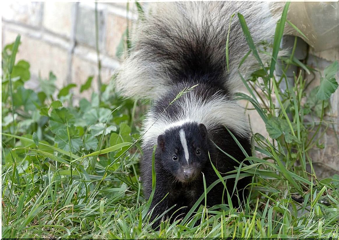 How to counteract the bad smell of the skunk?