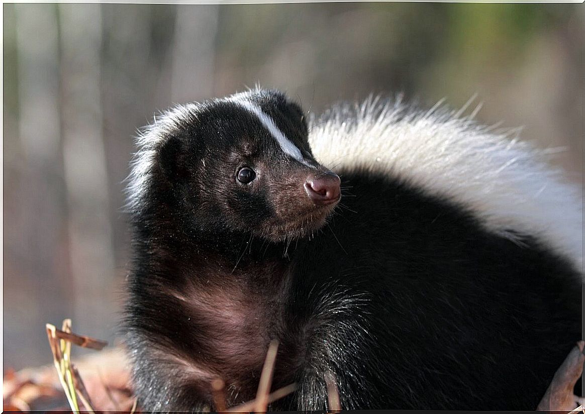 The face of a skunk.