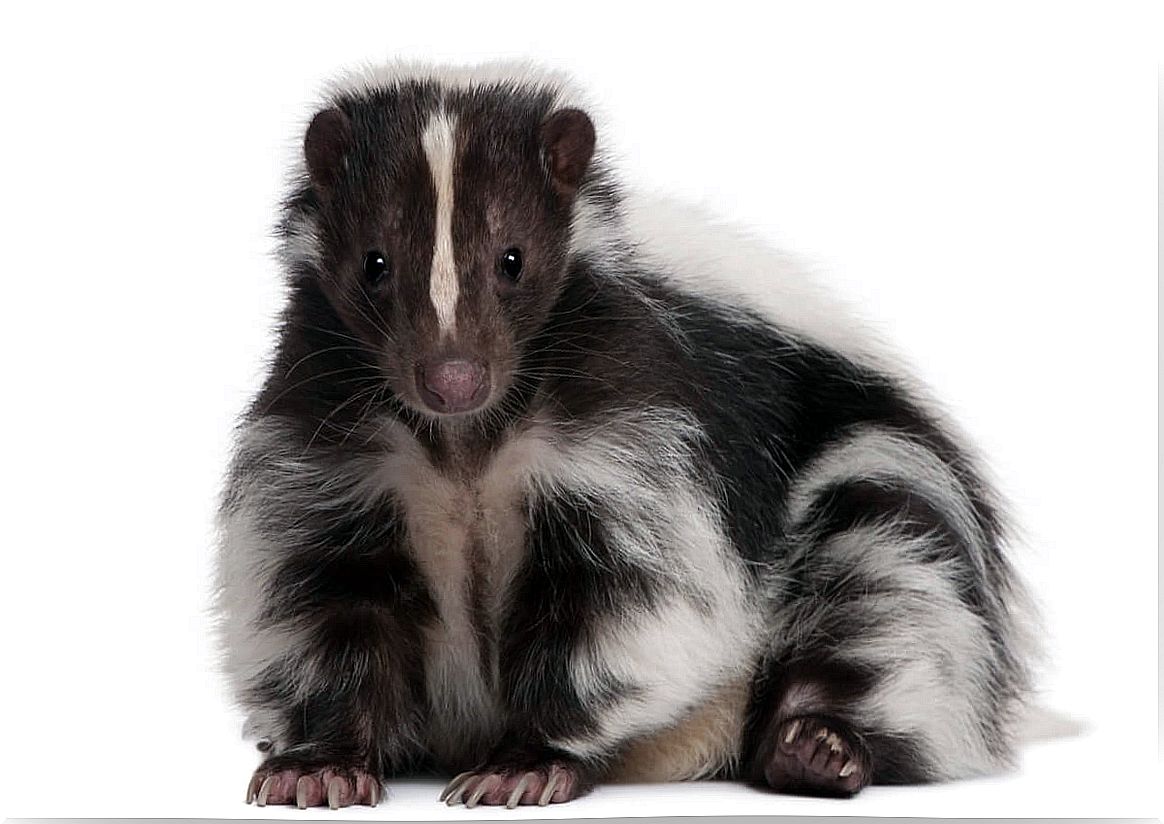 A skunk on a white background.