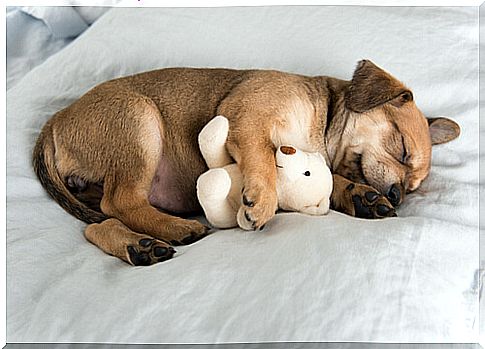 Puppy sleeps with stuffed animal