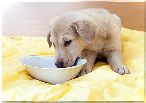 How to make a weaning porridge for puppies?